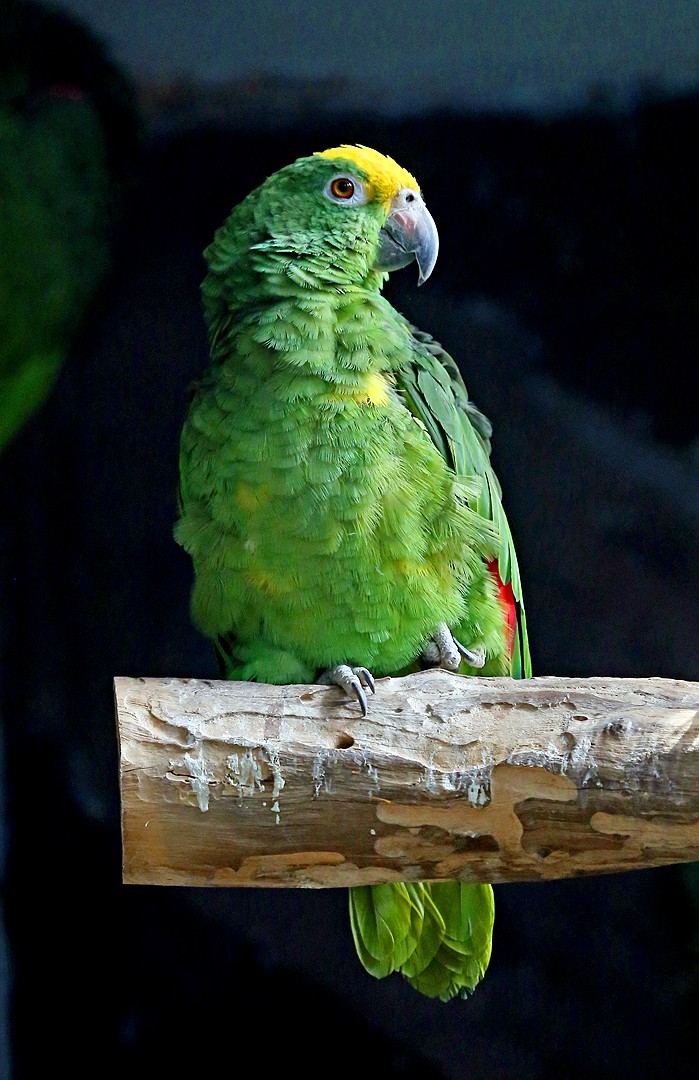 黄冠亚马逊鹦鹉