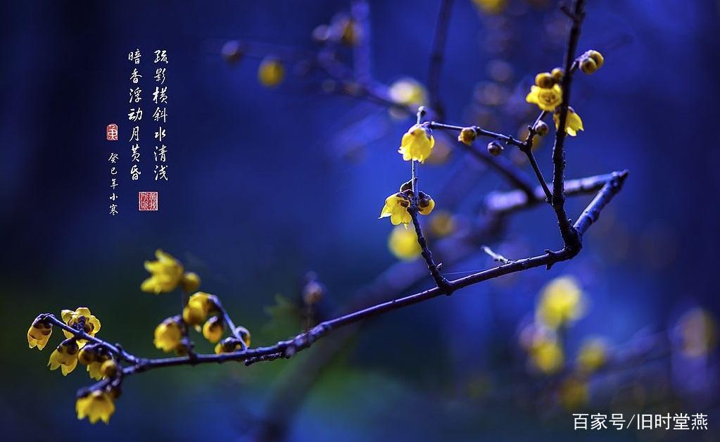 疏影横斜水清浅，暗香浮动月黄昏：千古咏梅，最绝的当属这一句_