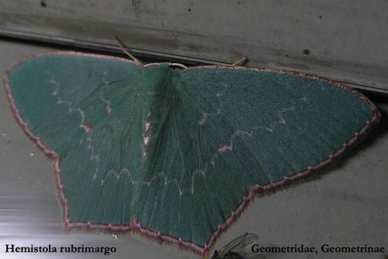 红缘无缰青尺蛾