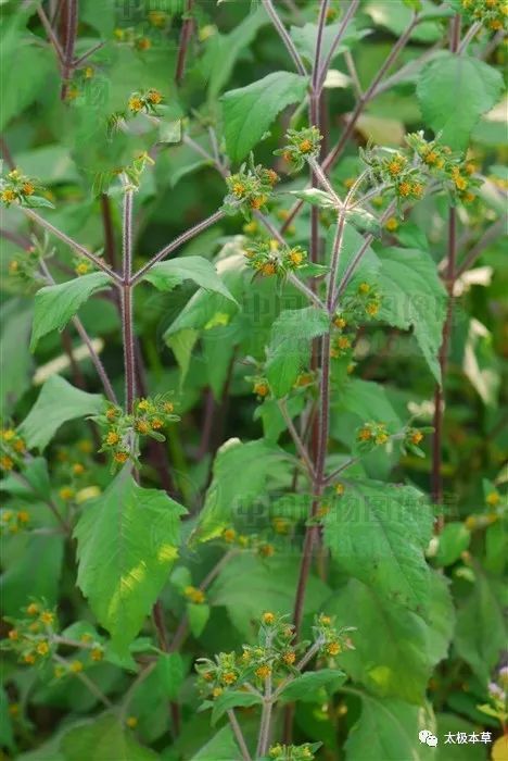  p>毛梗豨莶(学名:siegesbeckia glabrescens makino)是菊科豨莶属