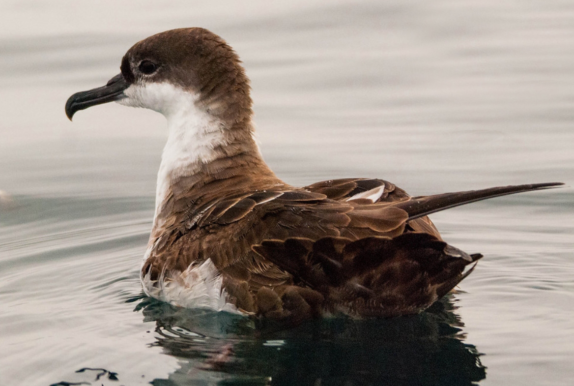  p>剪水鹱属(学名: i>puffinus /i>):是鹱形目,鹱科的一属海洋鸟类,共