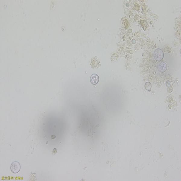 柔嫩艾美耳球虫早熟株