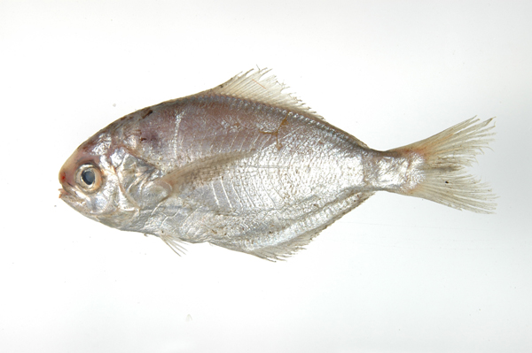  p>刺鲳(学名: i>psenopsis anomala /i>)是长鲳科,刺鲳属鱼类.