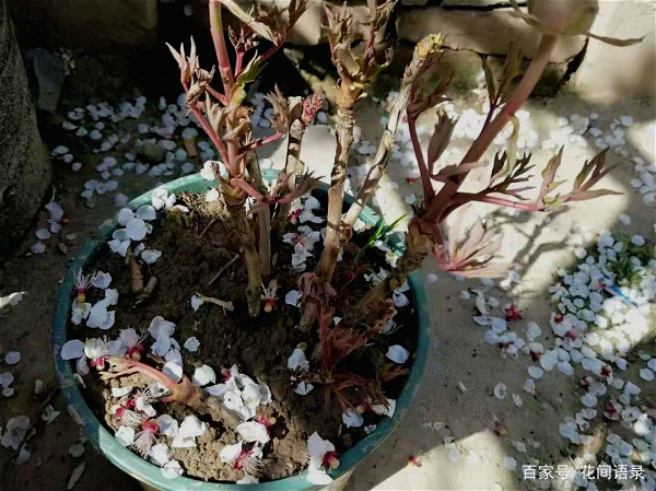 这4种花 12月正是施肥的好机会 埋些冬肥明年开花才会旺 百科ta说