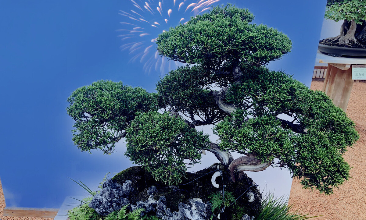 松柏类盆景的修剪，要靠“摘心、切芽、疏芽、摘叶”，才能做好_百科TA说