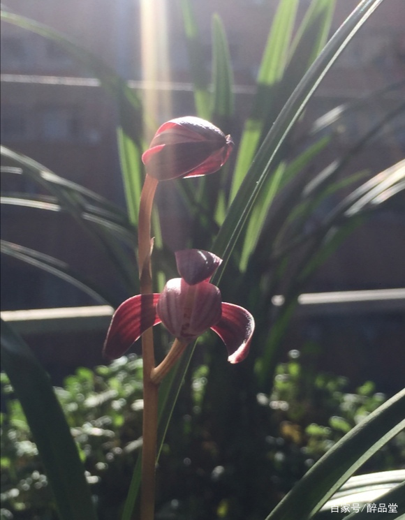 七宝花唐草宝寿文建水 建水 唐物七宝 花唐草文 七宝建水 茶道具