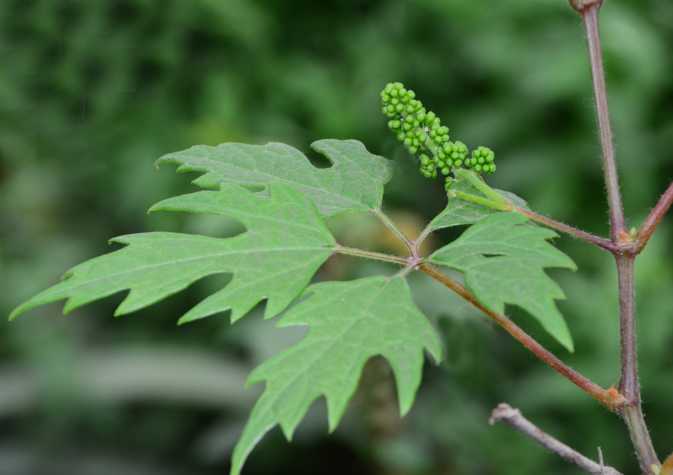 kang & d.z.lu):是葡萄科,葡萄属的落叶木质藤本植物,长15-20米.