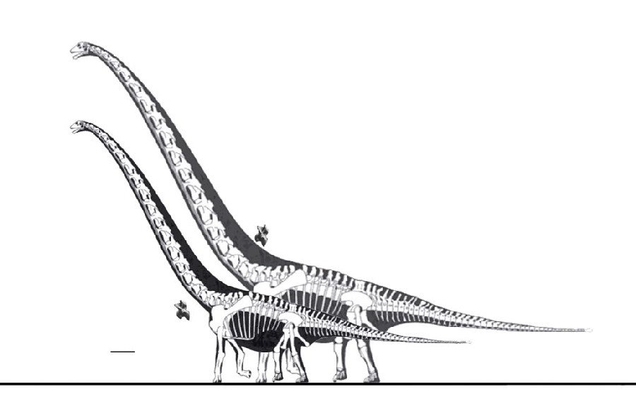 蝴蝶龙(hudiesaurus)