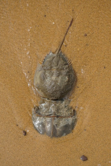 <p>交尾中的美洲鲎