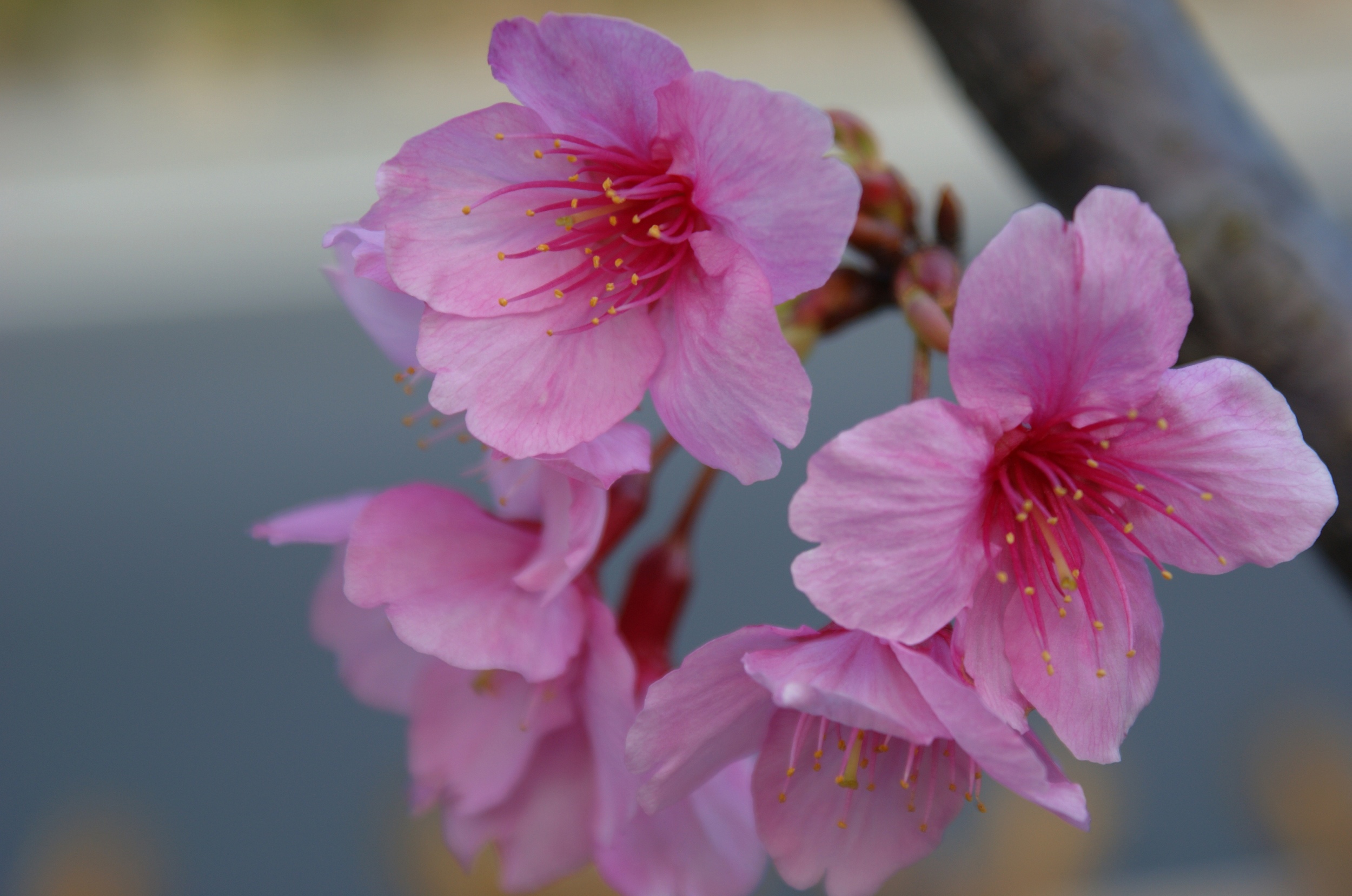 天川山樱花_1
