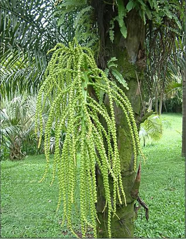  p>砂糖椰子(学名: i> /i> i>arenga pinnata /i> (wurmb.) merr.