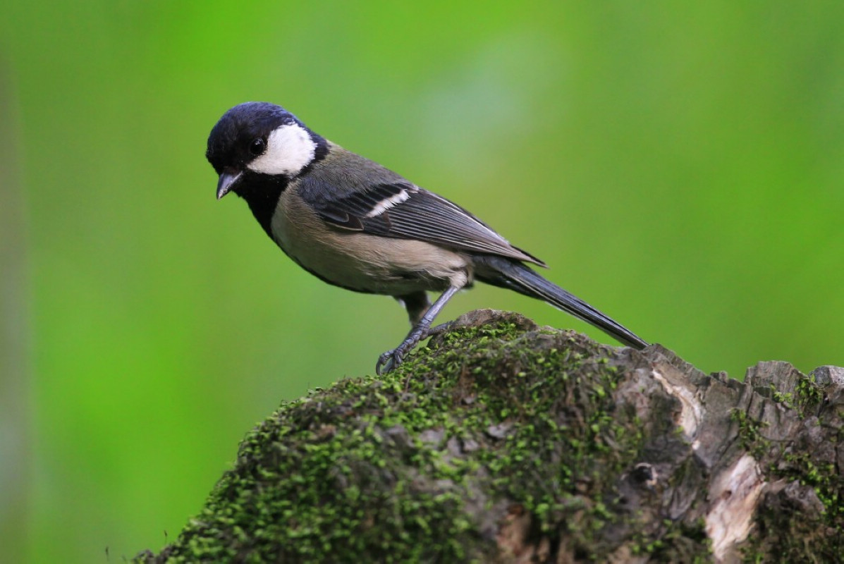 花脸雀马拉若岛亚种