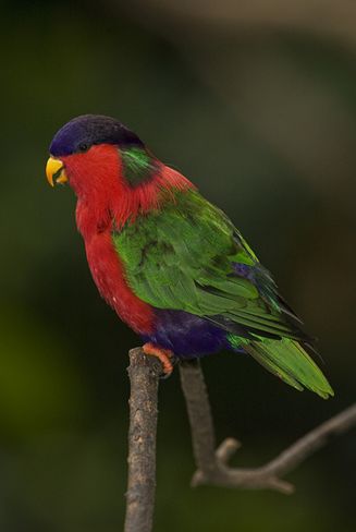  p>绿领吸蜜鹦鹉(学名:phigys solitarius)羽色鲜艳,体为红色,前额和