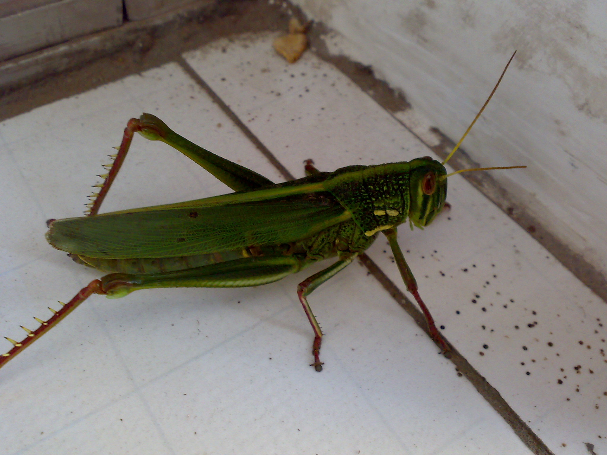  p>蝗虫,俗称"蚂蚱",属直翅目,包括 a href="#" data-lemmaid="