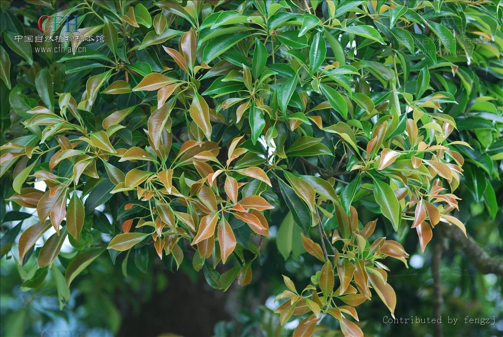  p>紫荆木属(学名madhuca j. f. gmel.