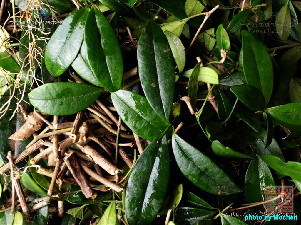  p>链珠藤(学名:alyxia sinensis champ. ex benth.
