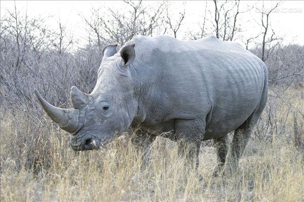  p>白犀(学名: i>ceratotherium simum /i>): a target="_blank" href