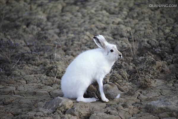  p>北极兔(学名:  i>lepus arcticus /i>), 是兔科,兔属的哺乳动物.