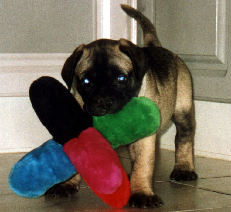 a>犬的 a target="_blank" href="/item/英文">英文 /a>名为:mastiff