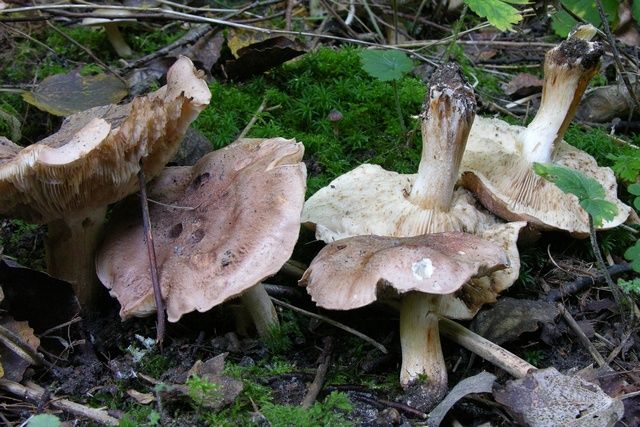 tricholoma populinum j. lange