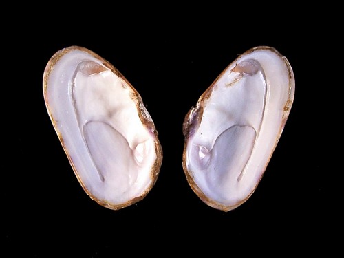  p>长型紫云蛤,psammotaea elongata (lamarck, 1818), a href="#"