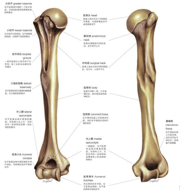 位于肱骨上段,解剖颈下2～3cm处的,相当于圆形的骨干与两结节交接处