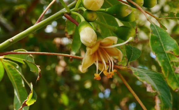  p>吉贝(学名 i>:ceiba pentandra /i> (l.) gaertn.