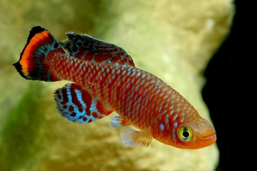  p> a target="_blank" href="/item/卵生/567809" data-lemmaid="