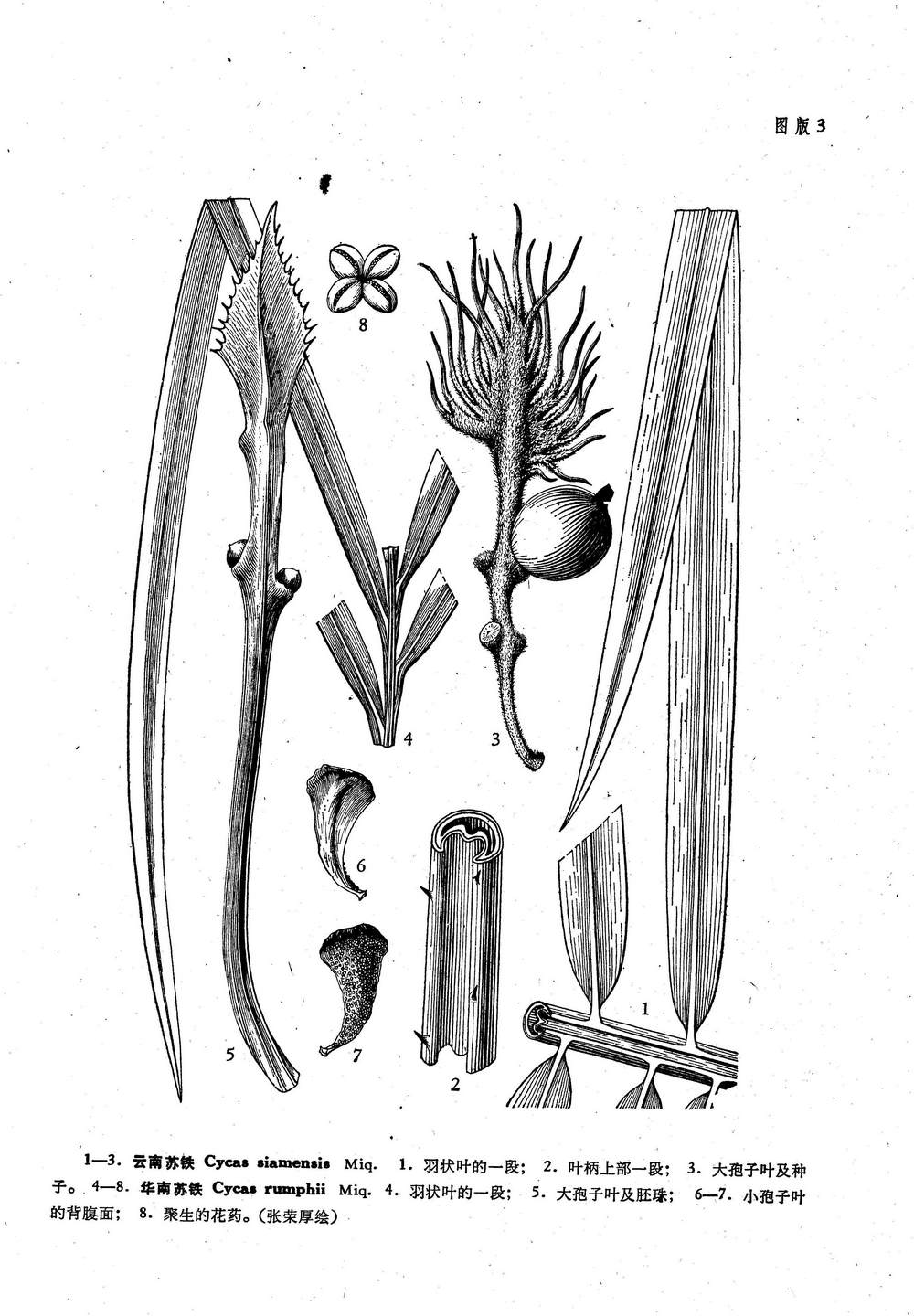 华南苏铁(学名:cycas rumphii  miq)苏铁科植物