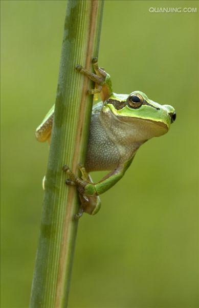  p>树蛙,无尾目树蛙科的1属,体多细长而扁,后肢长,吸盘大,指,趾间有