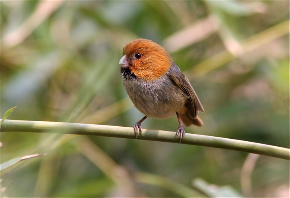  p>短尾鸦雀(学名: i>neosuthora davidiana /i>)是莺科,鸦雀属小型