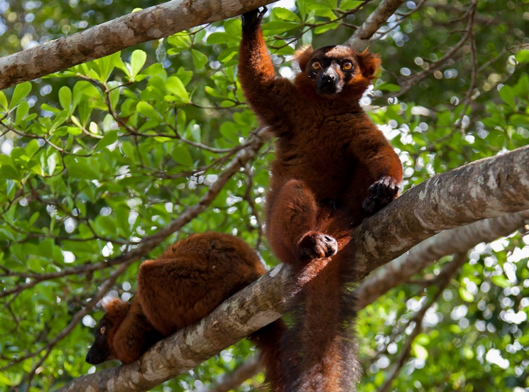  p>红腹美狐猴(学名: i>eulemur rubriventer /i>):是 a href="#"