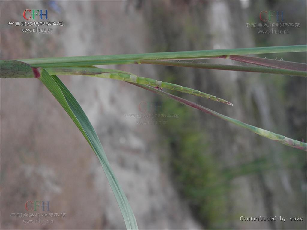  p>山羊草属(学名:aegilops linn.