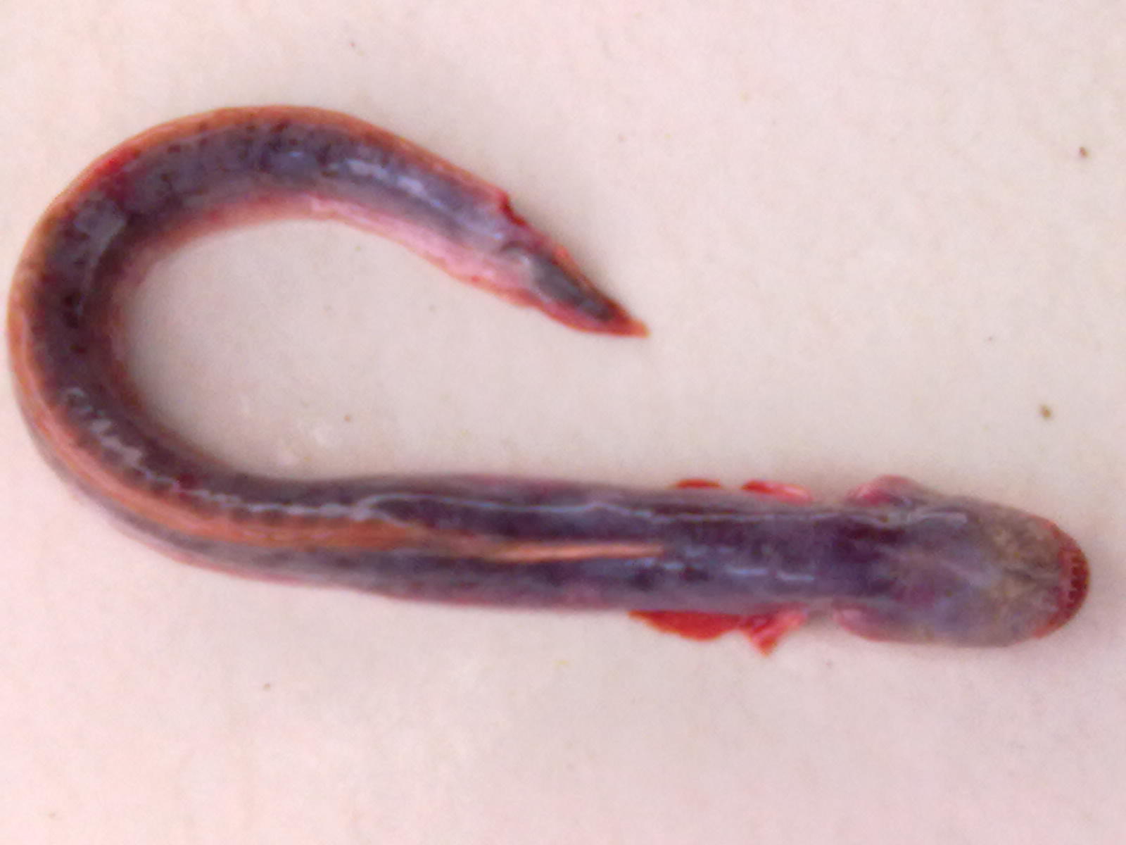  p data-id="gnx9d26o8t">红狼牙鰕虎鱼是鳗鰕虎鱼科,狼牙鰕虎鱼属的