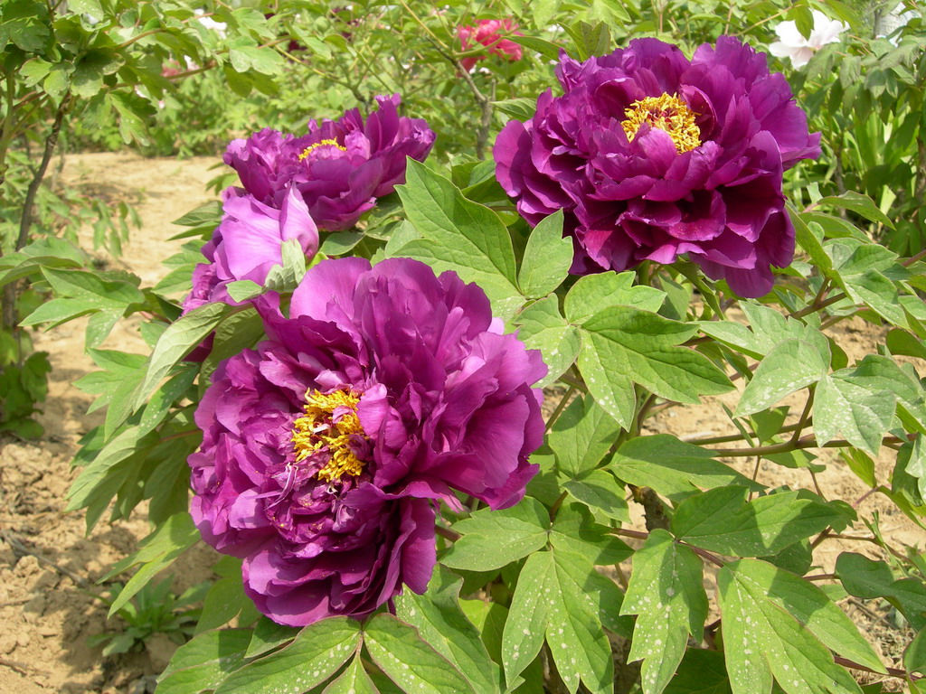  p>紫凤朝阳是芍药属牡丹栽培品种,中花;中度喜光稍耐半阴;喜温和