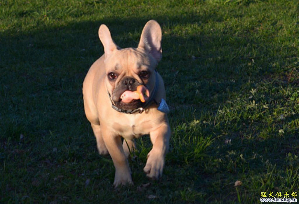  p>具有传奇色彩的俄罗斯斗牛犬是一种打斗犬,现在人们把它统一称为"