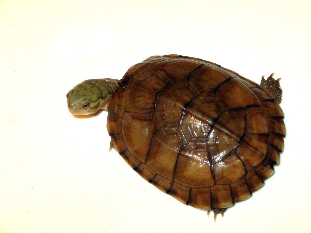  p>腊戍拟水龟是属于淡水龟科的一种动物.