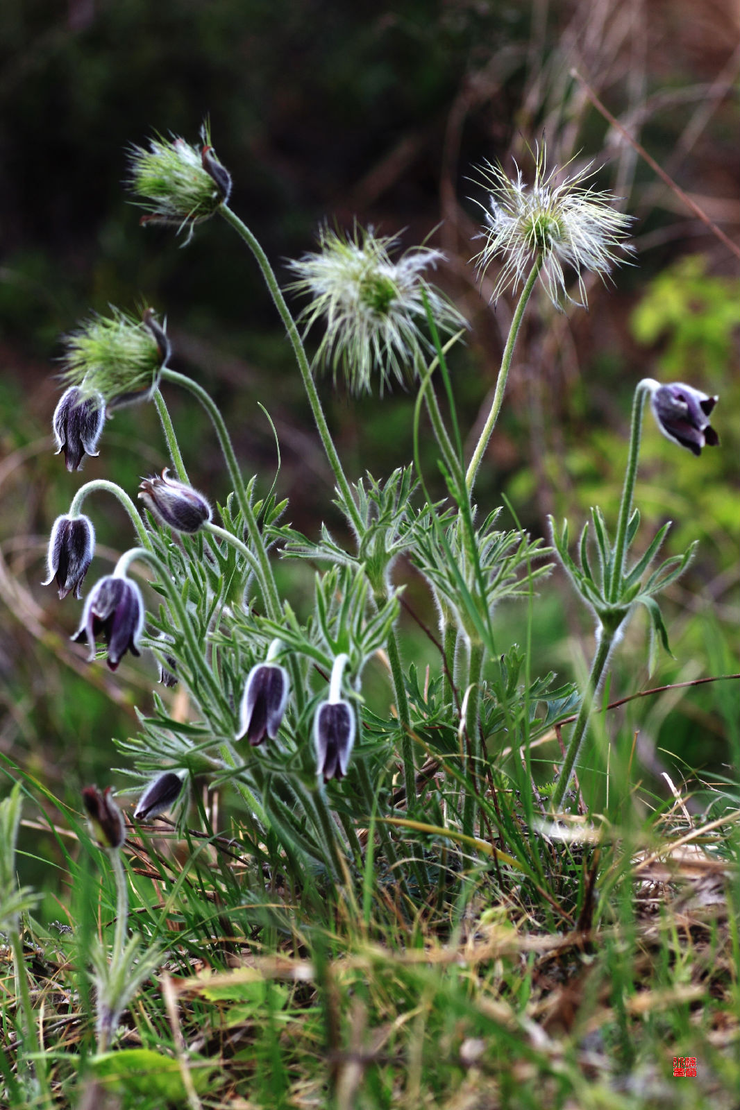  p>白头翁(拉丁学名: i>pulsatilla chinensis /i> (bunge)regel)