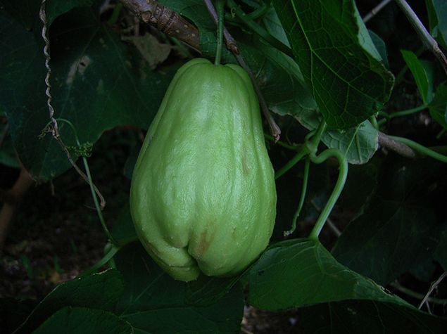 佛手瓜