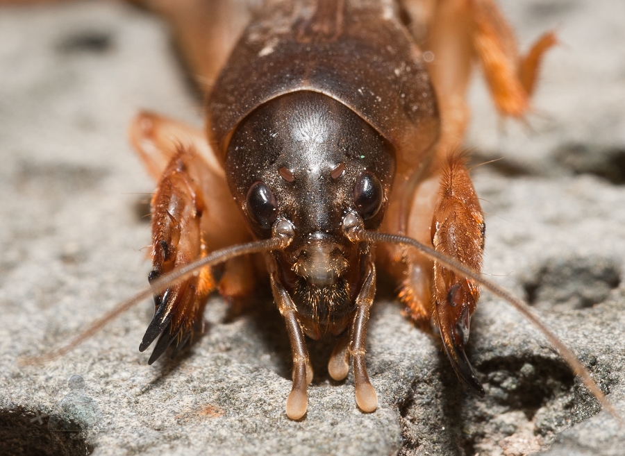 class="ref" data-ctrid="tid7wgpuzkux">华北蝼蛄,是直翅目蝼蛄科