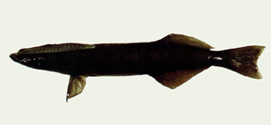 remora remora