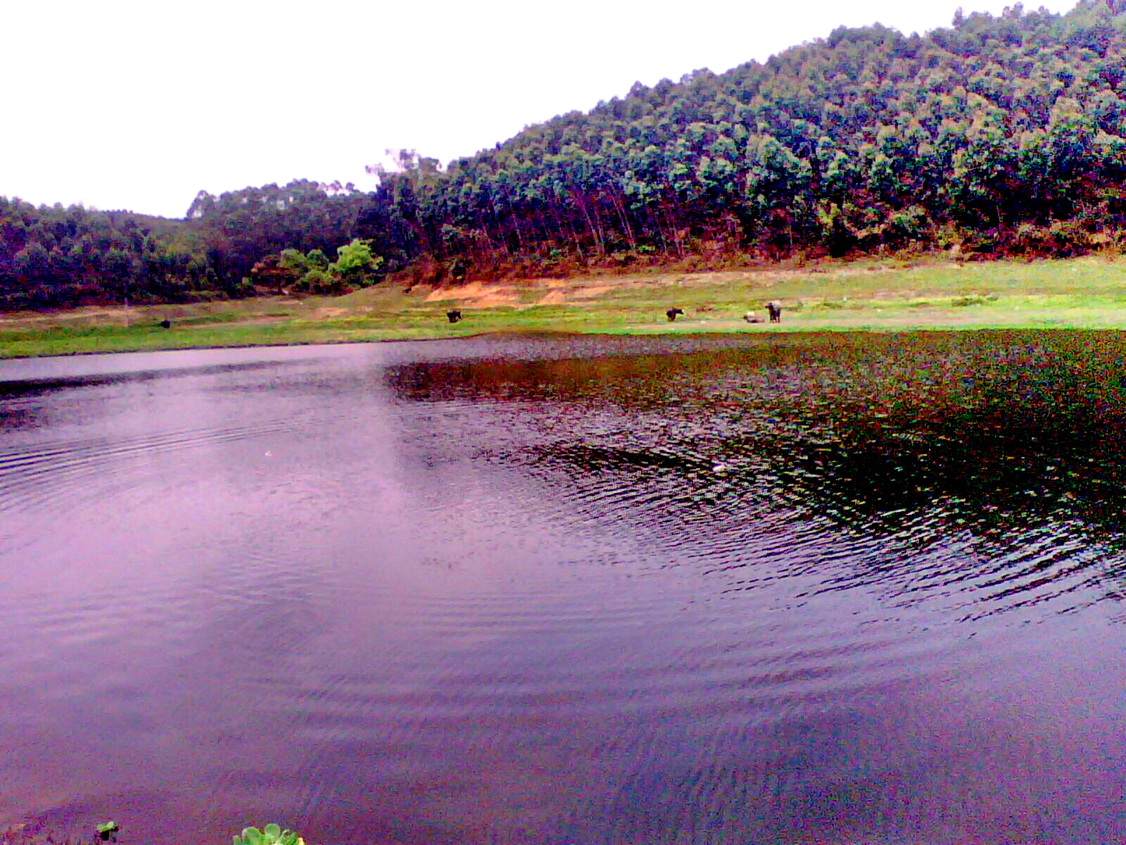 在博白县那卜镇白露垌汇合注入沙陂镇老虎头水库