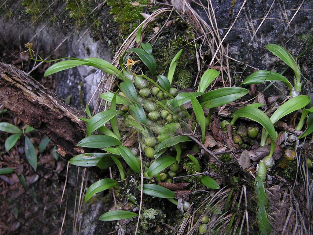 liparis esquirolii schltr.