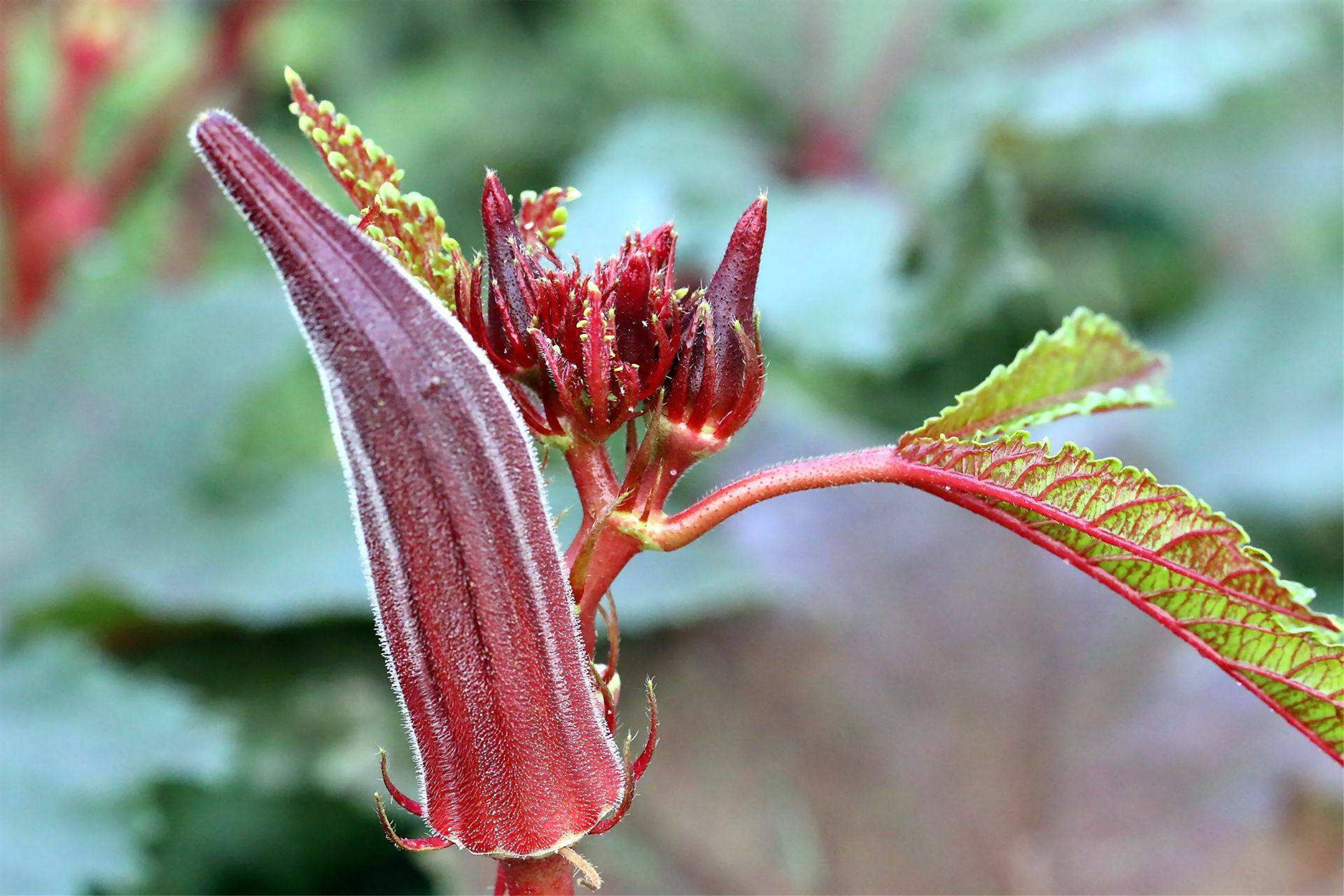 hibiscus coccineus (medicus) walt.