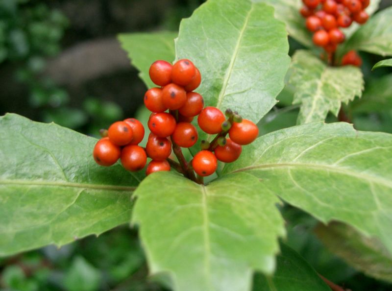  p>草珊瑚,学名:sarcandra glabra (thunb.