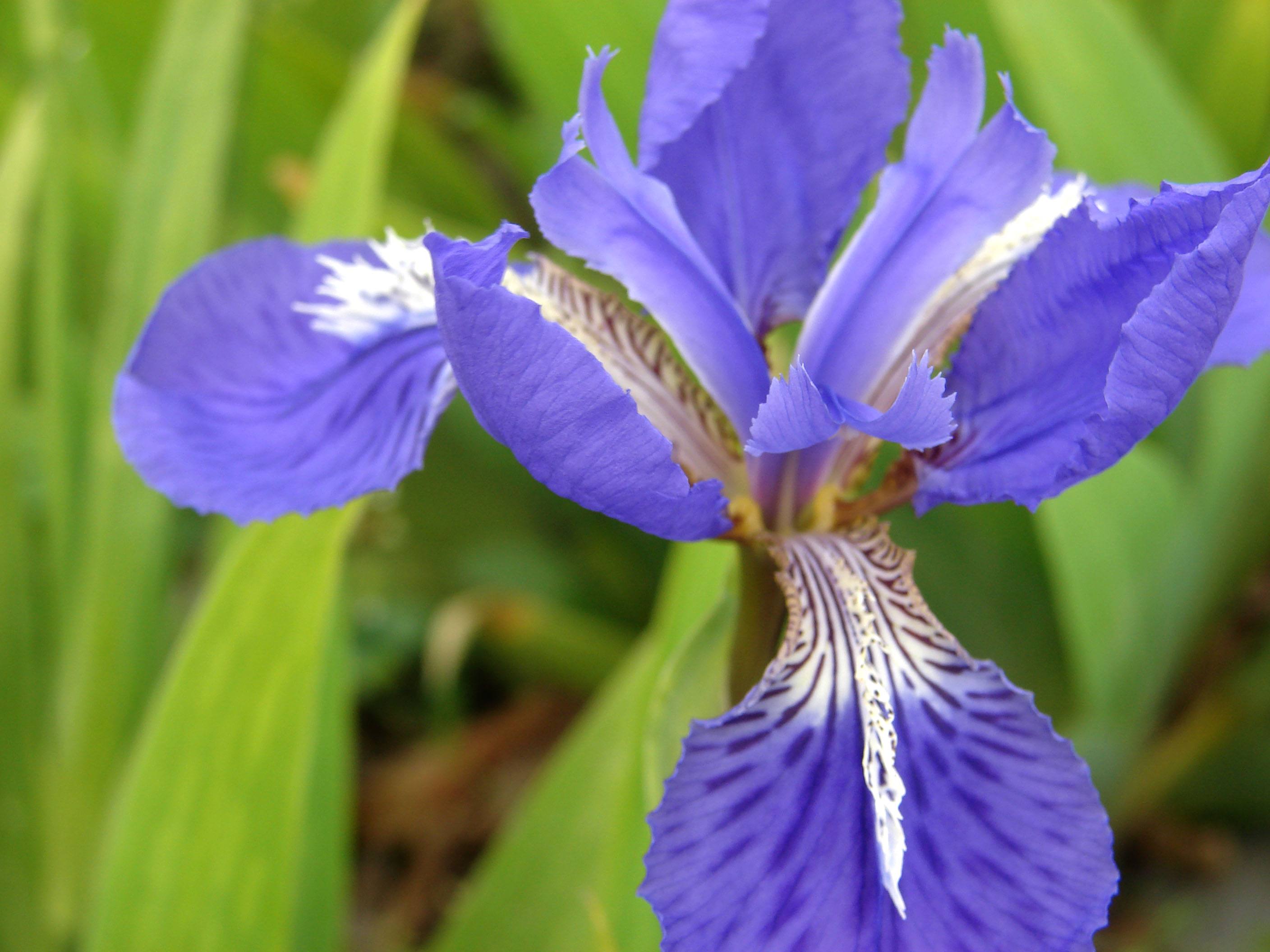  p>紫苞鸢尾(学名: i>iris ruthenica /i>  ker gawl.