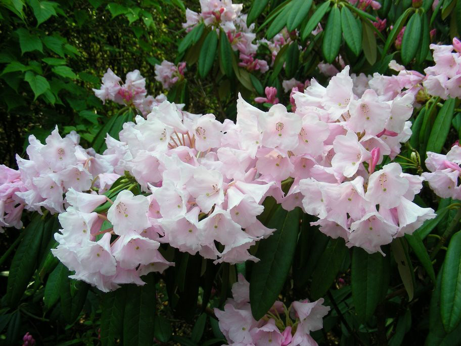  p>海绵杜鹃(学名: i>rhododendron pingianum /i> fang ): a target=