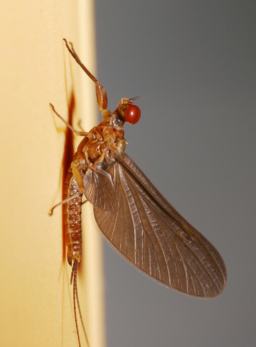 target="_blank" href="/item/蜉蝣目">蜉蝣目 /a>的一个科,稚虫英文