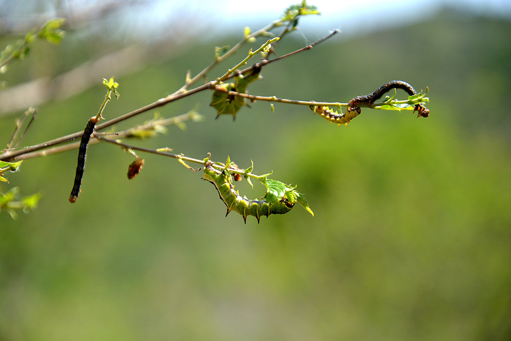  p>春尺蠖是一种有害昆虫,为 a href="#" data-lemmaid="1534992">鳞