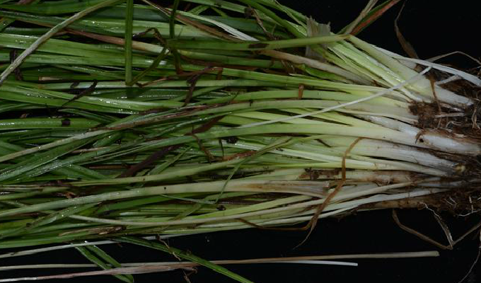  p>华南谷精草(学名: i>eriocaulon sexangulare /i> linn.